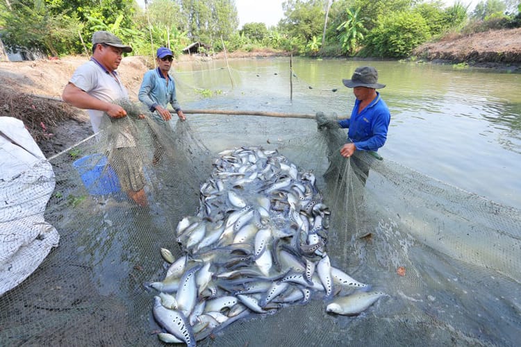 Hình ảnh nuôi trồng cá thác lác ở Hậu Giang